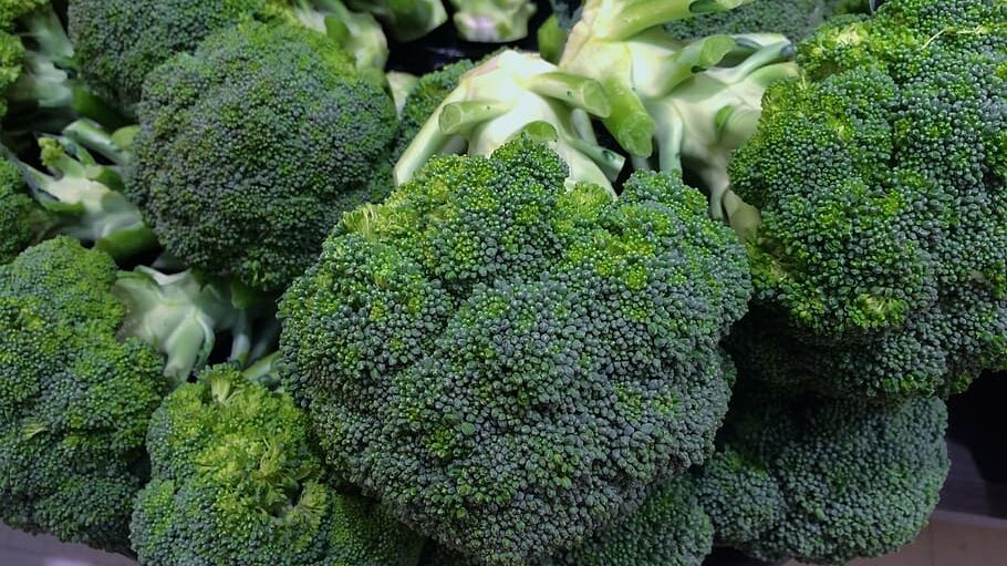 broccoli-green-young-and-vivacious-vivid