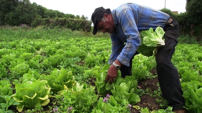 AGRICULTOR-PRODESAL