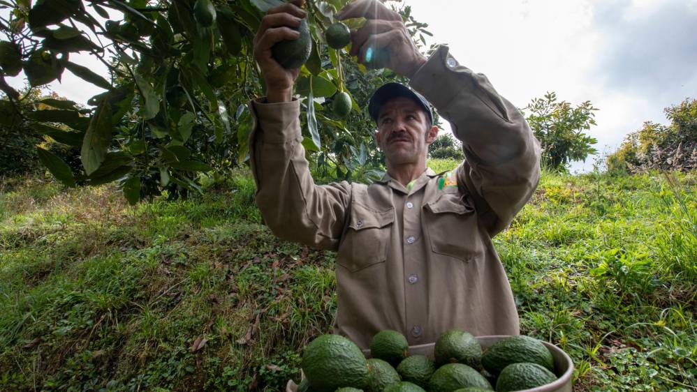aguacate-hass-colombia