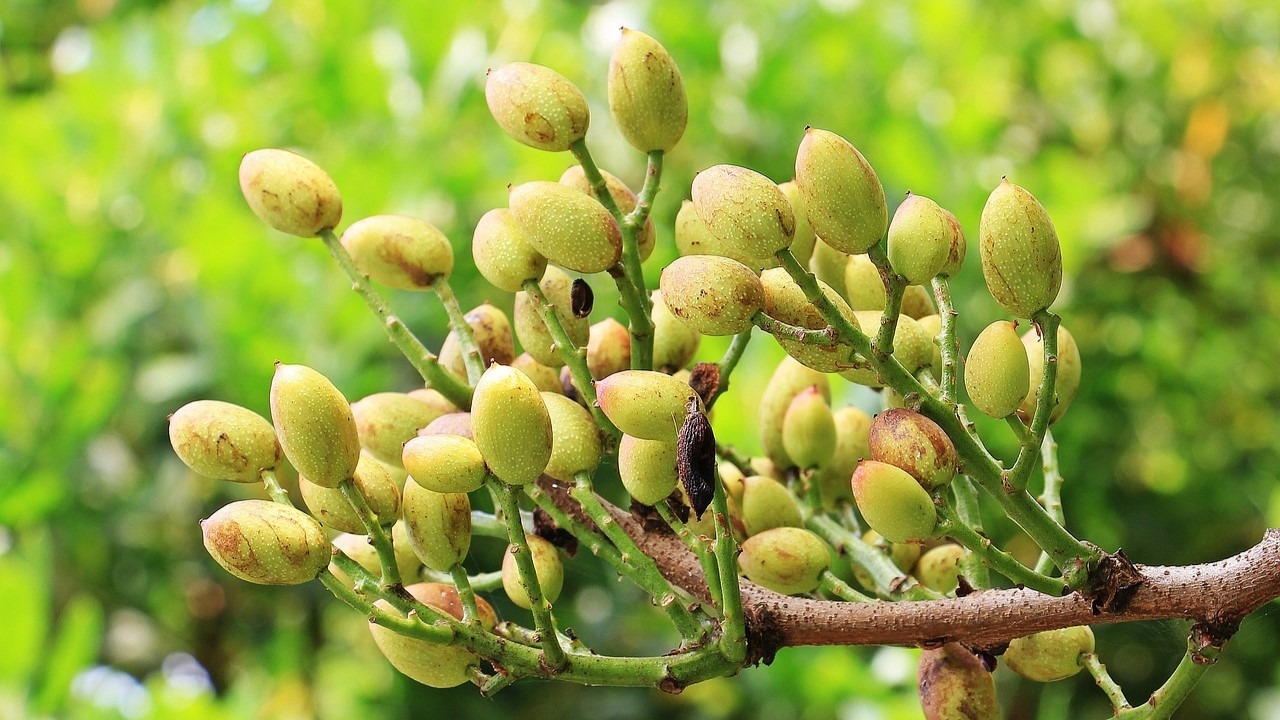 pistacho-compo
