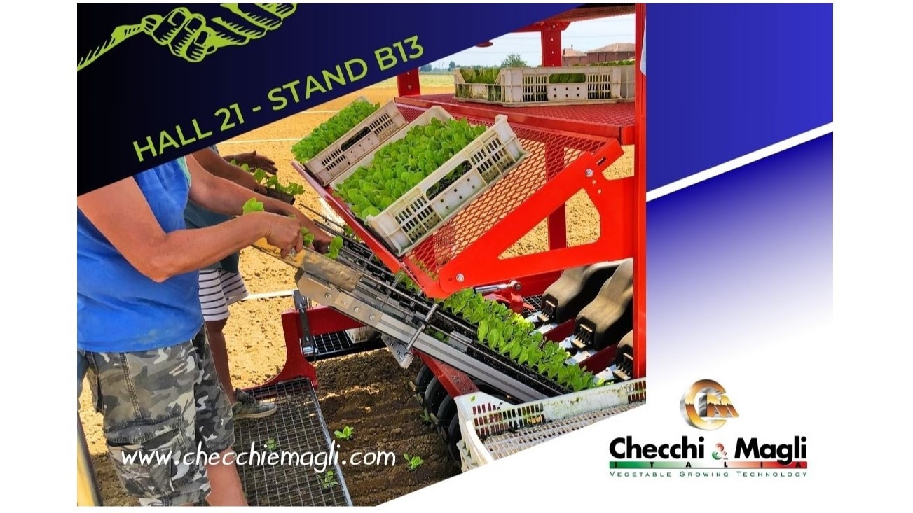 checchi-magli