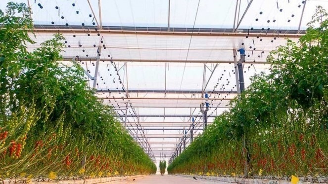 novagric_-invernadero-1