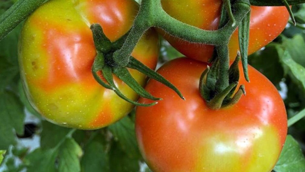 virus-tomate-rugoso
