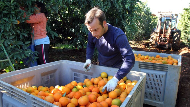 citricos