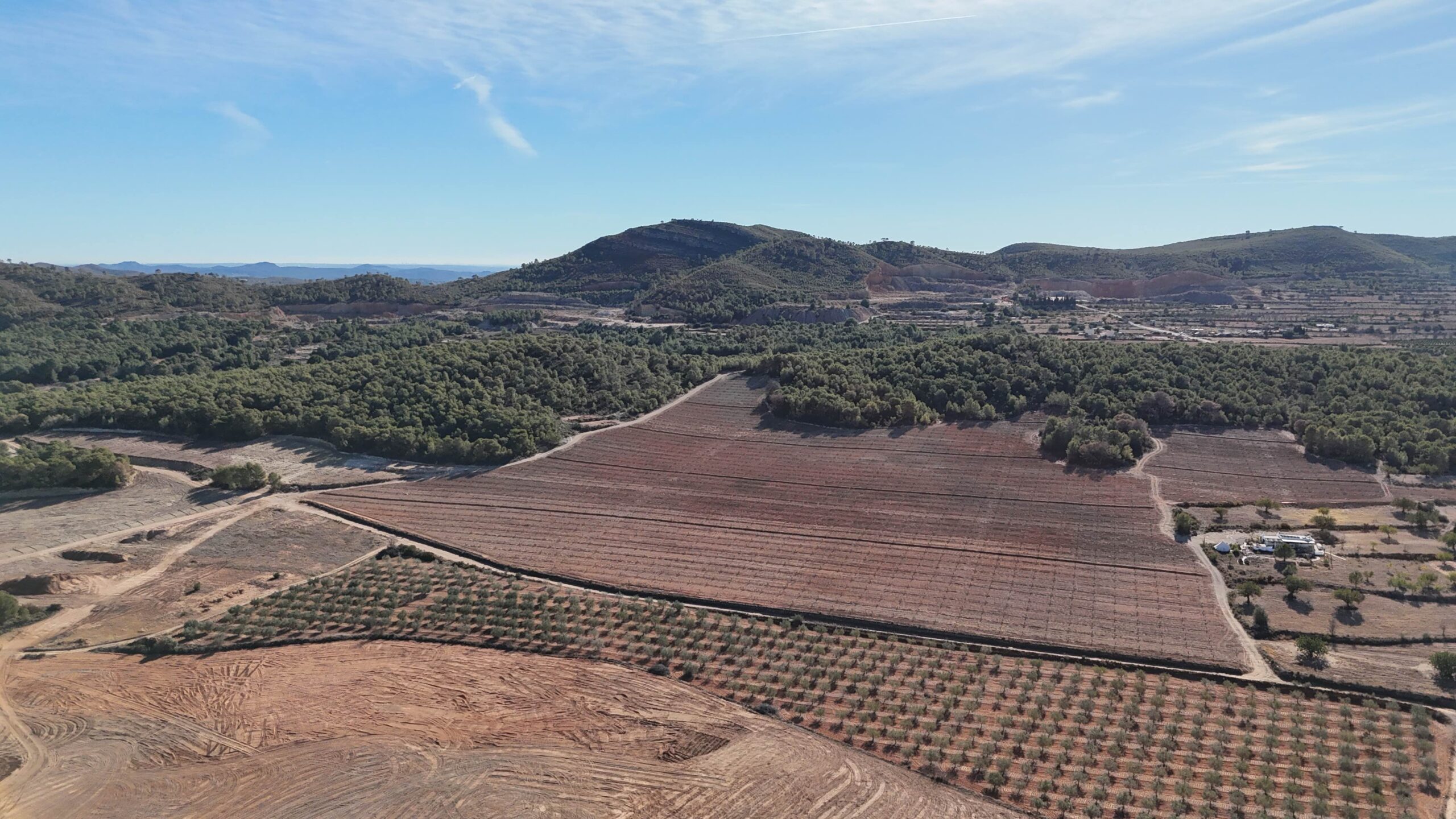 algarrobas