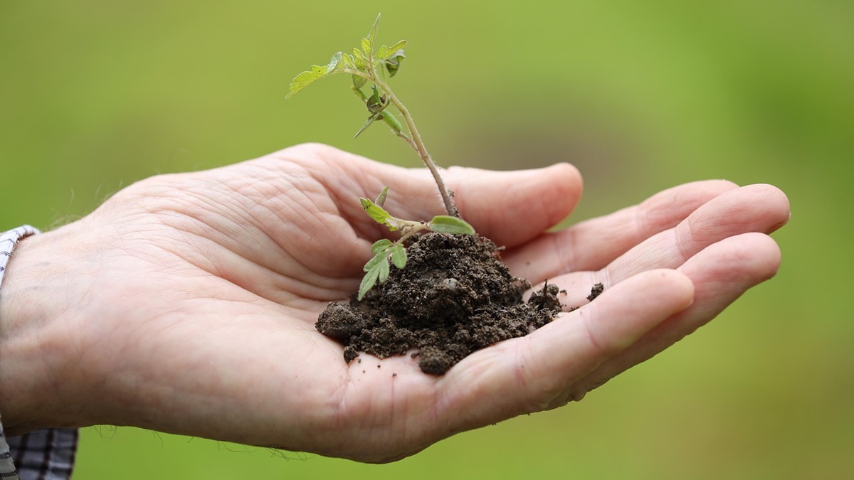 planting-8027884_1280