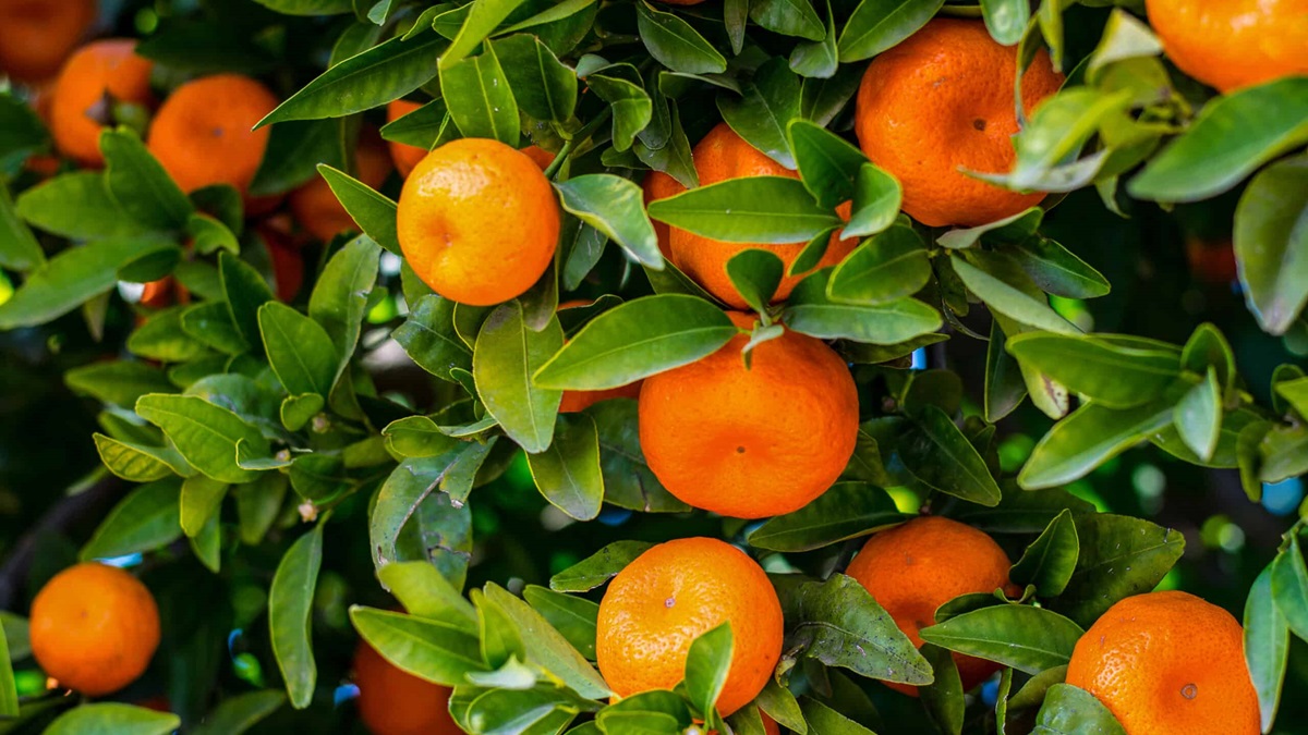Citrus