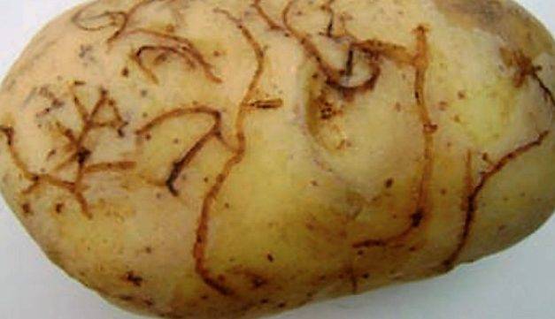 Circular sobre la “pulguilla de la patata” editada en España por la Comunidad Valenciana