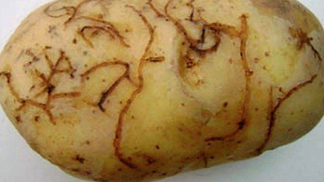 Circular sobre la “pulguilla de la patata” editada en España por la Comunidad Valenciana