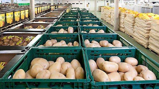 Asociaciones y retos en la industria española de la patata