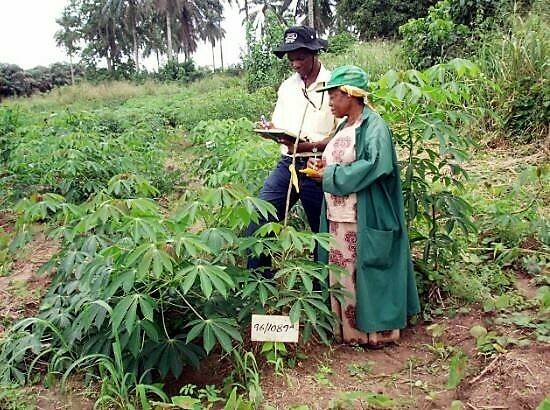 Desarrollo de nuevas variedades de mandioca adaptadas al cambio climático