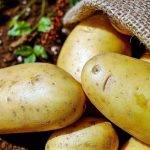 En Estados Unidos aprueban una patata modificada genéticamente que no se magulla
