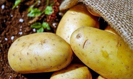 En Estados Unidos aprueban una patata modificada genéticamente que no se magulla