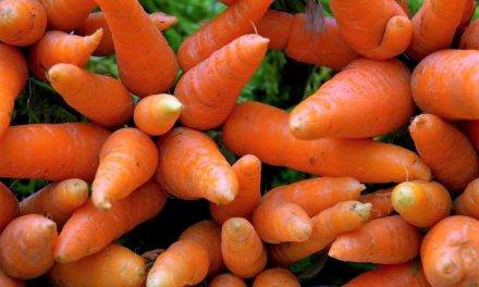 Controlar el amarillamiento de las zanahorias