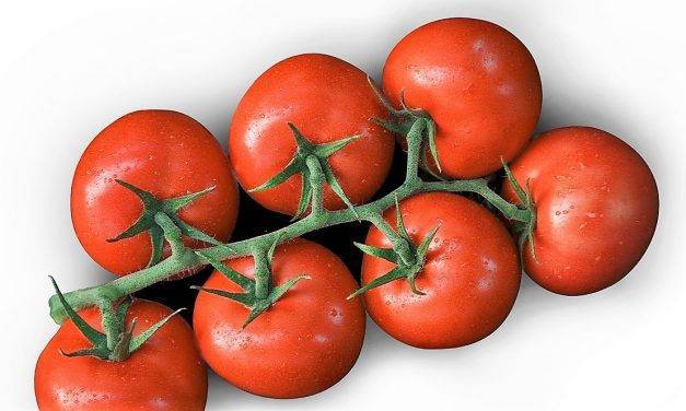 Evolución de precios de tomate en Alemania