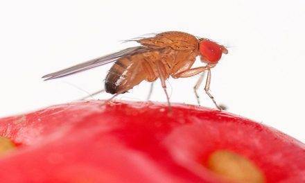 Buenos resultados con mallas para proteger de Drosophila suzuckii