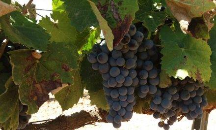 El bioestimulante Phylgreen permite mantener la cosecha en viña a pesar de olas de calor o estrés hídrico
