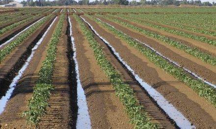 El lixiviado de nitratos y la biodesinfección del suelo