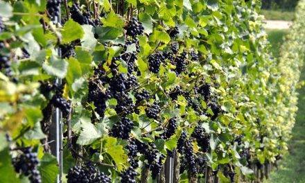 La fertirrigación en los viñedos