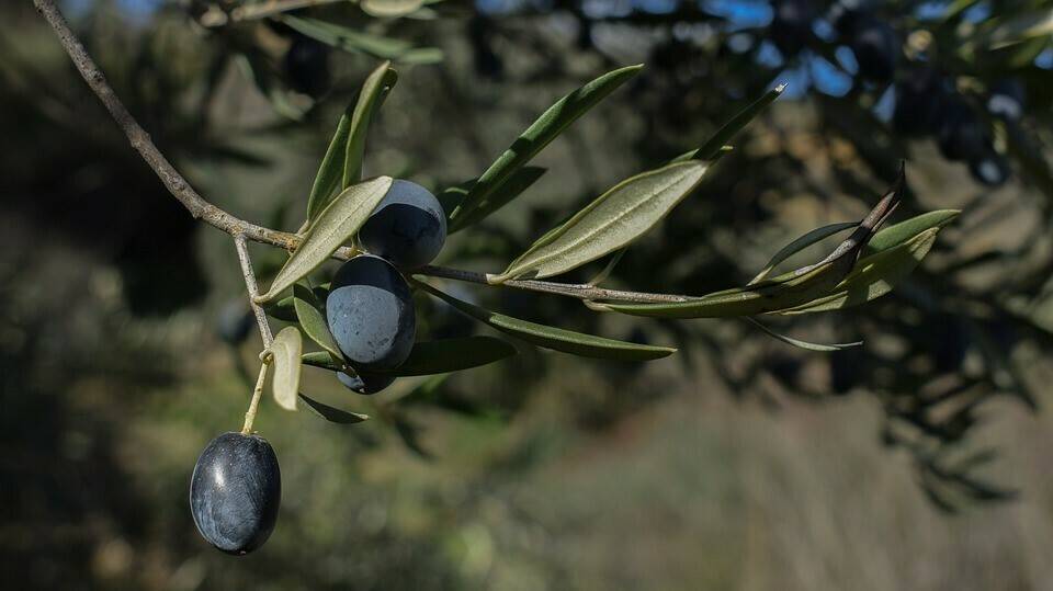 Jornada técnica sobre innovaciones técnicas en la poda del olivo
