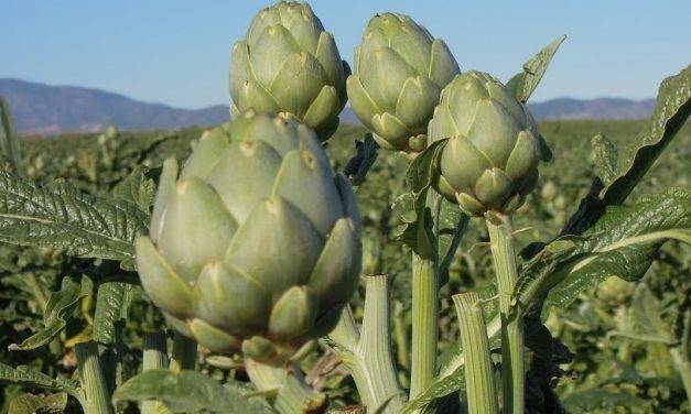 Navarra toma el relevo del Levante en la producción de alcachofa, ahora más tardía,  por bajas temperaturas