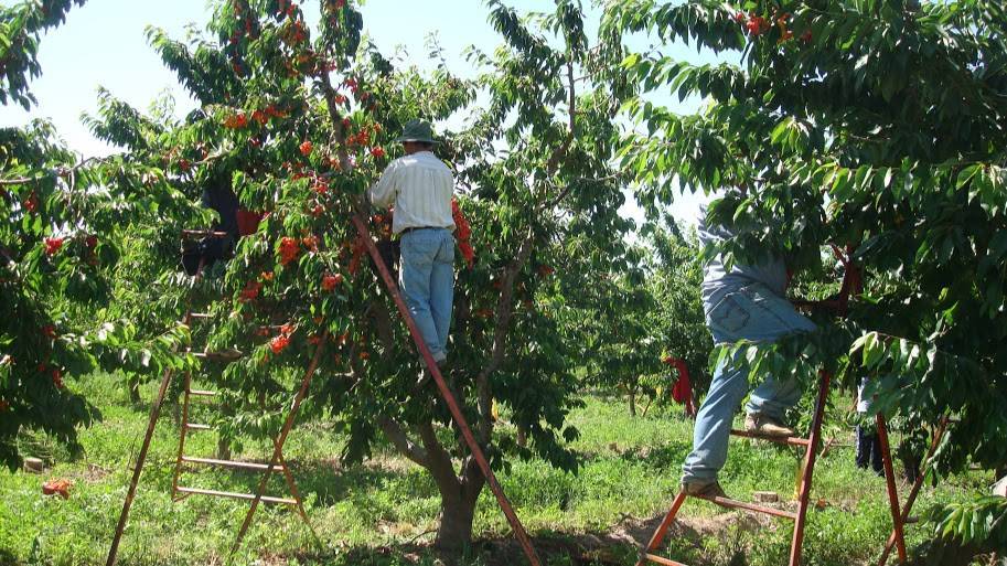 La carga y el centro frutal influyen en el rendimiento de cerezo ´Santina´ y en la calidad de sus frutos