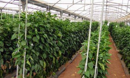 Mayor producción en plantas injertadas de pimiento