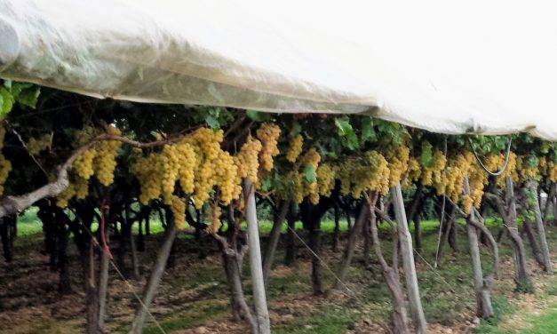 Efectos favorables de las cubiertas de plástico en la calidad de uva de mesa