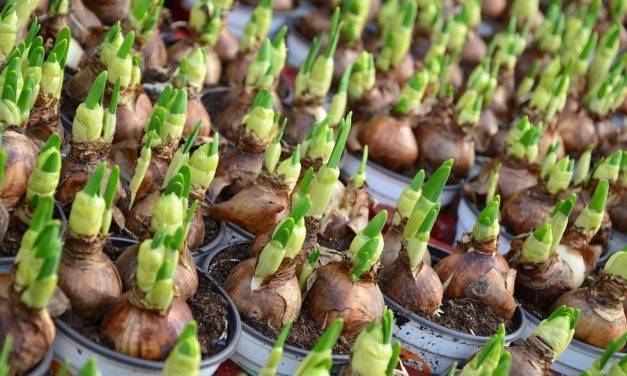 Flower bulb cultivation continues to flourish