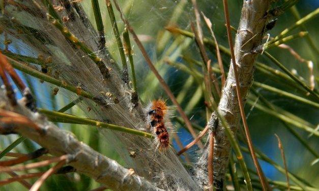 Las hormigas en los cultivos para el control de la procesionaria del pino