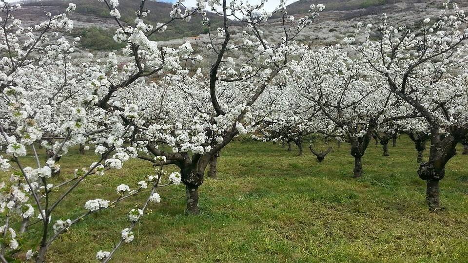 Los cerezos del Valle del Jerte ya están en flor