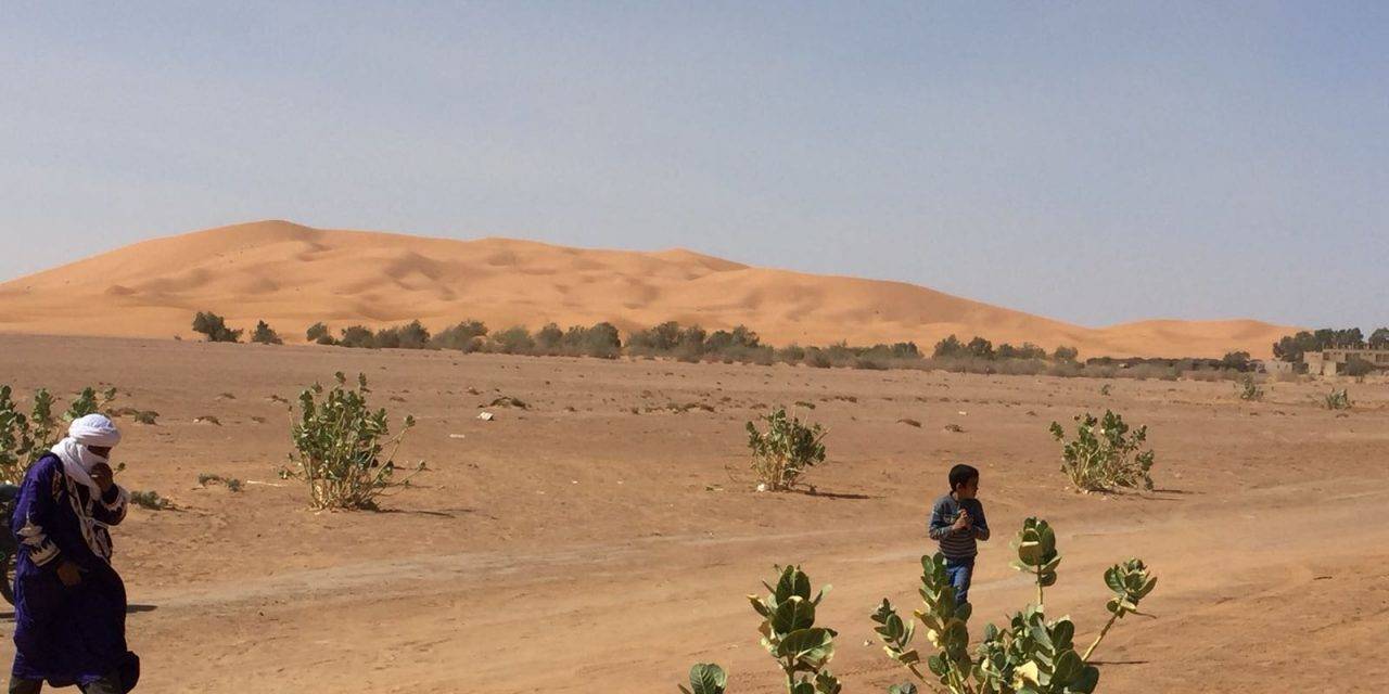 Agricultura sostenible en el desierto