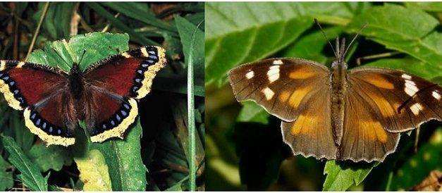 Did you know that trees are important butterfly host plants?