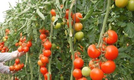 Fertilización nitrogenada en tomate: niveles y evaluación
