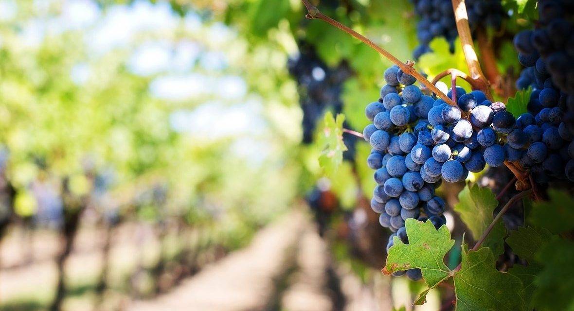 La aplicación de extractos vegetales en uva de vinificación afecta positivamente la calidad organoléptica de los vinos