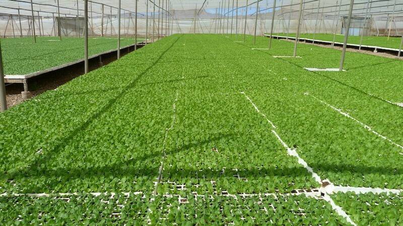Sustratos de ‘Projar’ para semilleros a medida de cultivos, climas y tecnologías