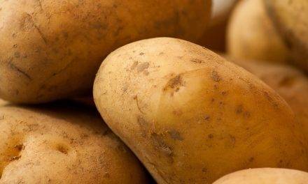 Gas sensors could detect and monitor early soft rot development in potatoes with considerable accuracy