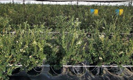 Projar recomienda el cultivo hidropónico para mejorar los rendimientos del arándano