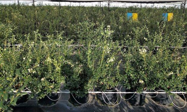 Projar recomienda el cultivo hidropónico para mejorar los rendimientos del arándano