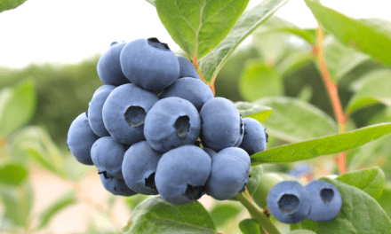 New blueberry varieties gain incredible reception