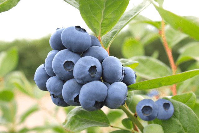 New blueberry varieties gain incredible reception