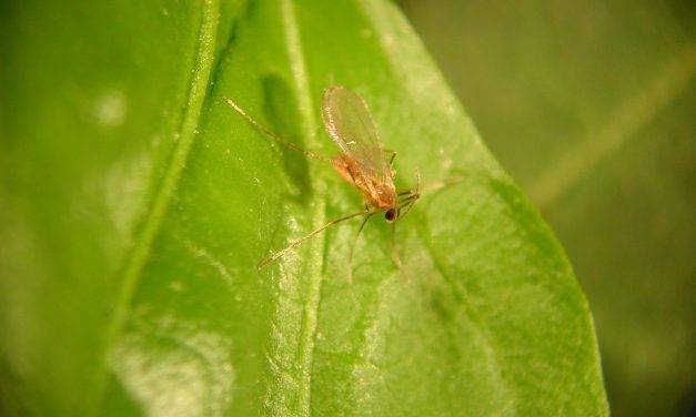 Aphidoletes aphidimyza, un insecto que combate a los pulgones