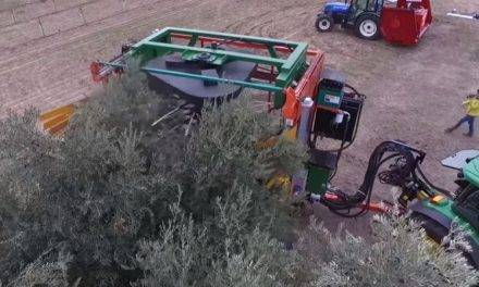 La cosechadora de la UCO abarata la recogida de la oliva
