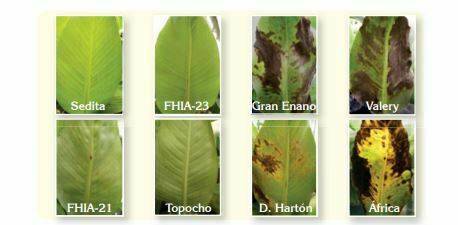 Efectividad de los extractos de ajo y clavo en el control del hongo causante de la Sigatoka negra