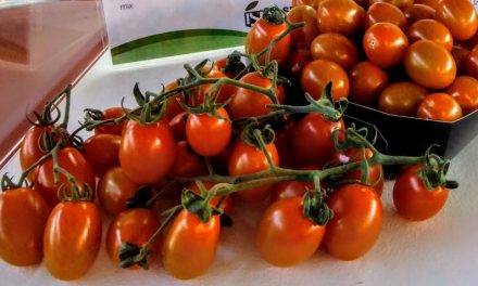 ¿Cómo quieres los tomates? Sabrosos, pequeños, diferenciados, personalizados y locales