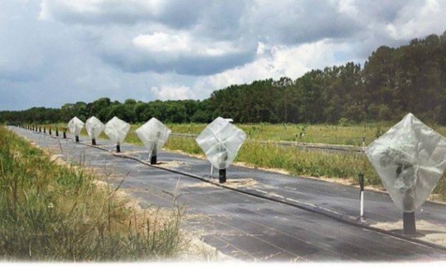 Cubiertas individuales de malla para defender los cítricos de Florida del HLB