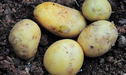 Manejo integral de la sanidad de la semilla de la patata que ayudará a aumentar la producción
