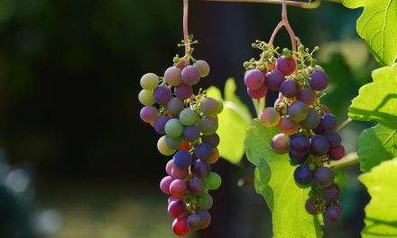 Uvas menos coloreadas debido a una maduración acelerada