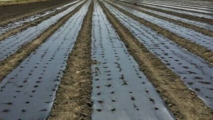 Acolchado del suelo en tomate industria para mejorar la temperatura del suelo