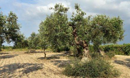 Calidad y enfermedades del olivo